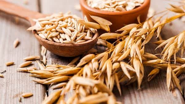 کاشت گیاه تریتیکاله در استان یزد