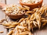 کاشت گیاه تریتیکاله در استان یزد