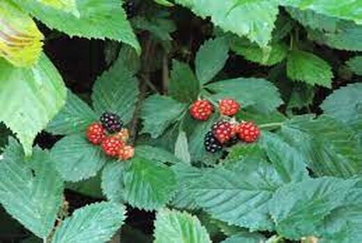 تولید 24 تن تمشک در تنکابن/ ارزش اقتصادی 6 میلیاردی