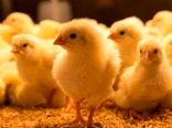 یک میلیون و ۳۰۰ هزار قطعه جوجه‌ریزی در استان کهکیلویه‌ و بویر احمد/ رشد ۷۰ درصدی تولید تخم‌مرغ