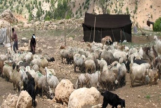 پرداخت ۵.۲ میلیارد تسهیلات به عشایر بوشهری برای افزایش تولید گوشت قرمز 