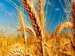 پیش‌بینی خرید تضمینی بیش از 500 هزار تن گندم در همدان