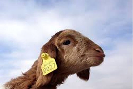 هویت‌گذاری دام‌های سربیشه گامی برای مبارزه با قاچاق دام