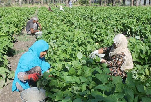 تولید 1400 تن لوبیا چشم بلبلی در قیروکارزین