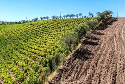 تولید ۱۵۰ هزار نهال برتر درخراسان شمالی 