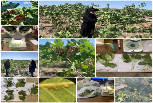 رتبه اول شهرستان اسکو در تولید پسته 