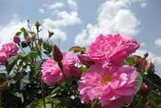 برداشت گل محمدی از سطح 280 هکتار گلستان‌های شهرستان سیرجان