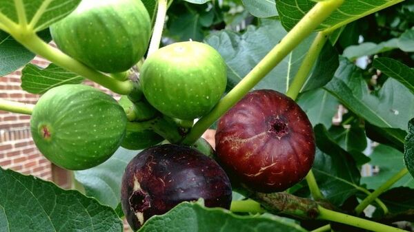 ایجاد زنجیره ارزش برای ساماندهی تولید تا عرضه انجیر ضروری است 