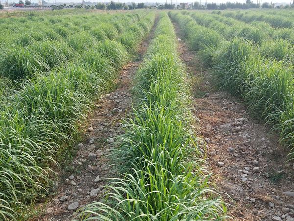 کشت "علف لیمو" برای نخستین بار در مرودشت