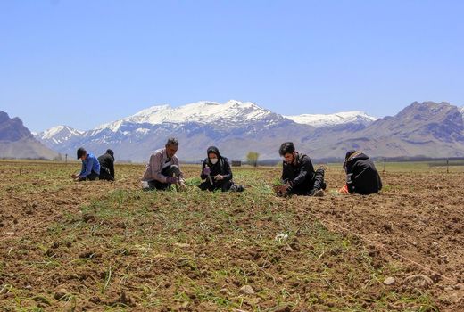 کشت بهاره پیاز