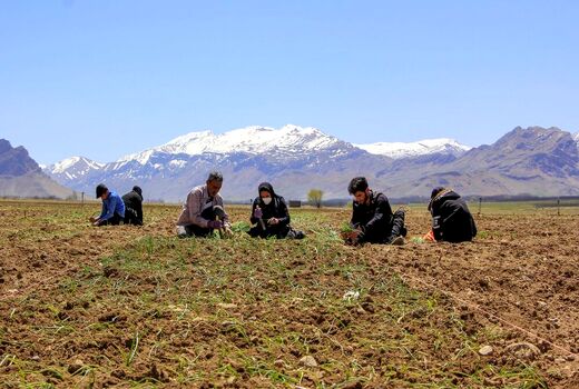 کشت بهاره پیاز