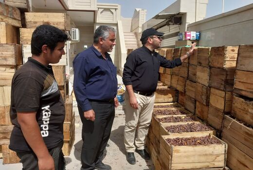 آغاز برداشت خرما در آبادان 