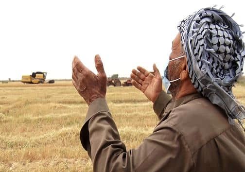 ۲۰ هزار میلیارد تومان دیگر از مطالبات گندمکاران پرداخت شد/ واریز ۶۵ همت به حساب کشاورزان