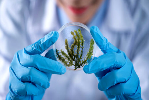 نانوحسگرهایی که به کمک گیاهان آمده‌اند