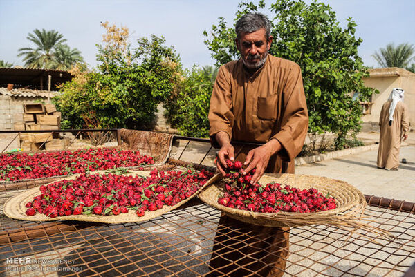 هشت چالش‌ و مشکل مهم، پیش روی توسعه گیاهان دارویی
