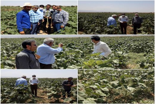 رشد ۴ برابری کشت آفتابگردان آجیلی در اراضی کشاورزی استان قزوین