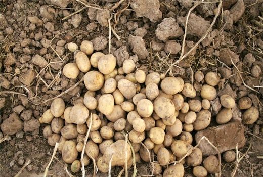 هدفگذاری تولید سالانه ۴ هزار تن غده بذری سیب زمینی