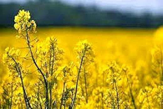 افزایش سطح زیر کشت کلزا به ۲۰۰ هزار هکتار هدف‌گذاری شد