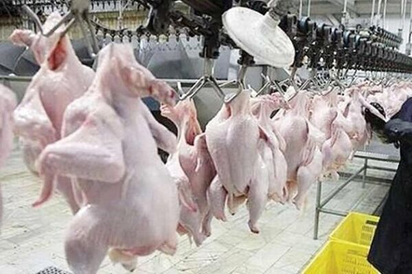 قیمت واقعی مرغ 31 هزار تومان است 