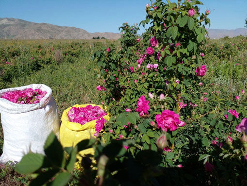 برداشت 50 تن محصول گل محمدی از گلستان های شهرستان جلفا