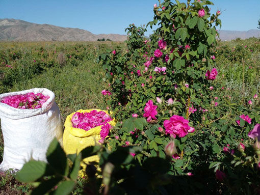 برداشت 50 تن محصول گل محمدی از گلستان های شهرستان جلفا 