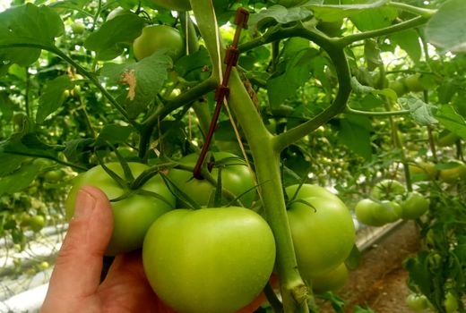 صادرات ۱۴۴ تن گوجه فرنگی گلخانه ای از شهرستان تاکستان