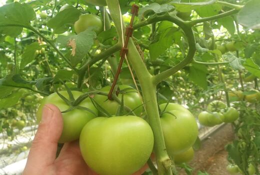 صادرات ۱۴۴ تن گوجه فرنگی گلخانه ای از شهرستان تاکستان