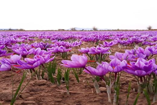 کشت محصول زعفران برای نخستین بار در حمیدیه 