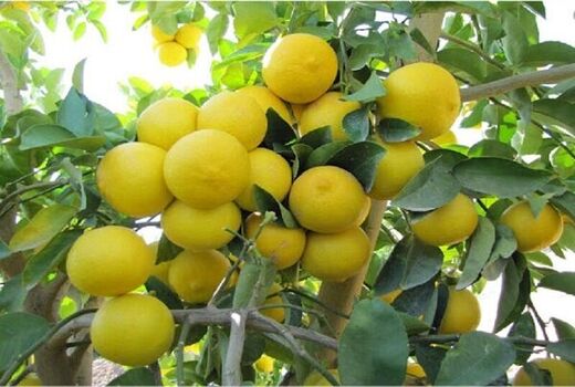 راهکار کاهش دما در باغات لیموی جنوب کشور