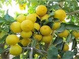 راهکار کاهش دما در باغات لیموی جنوب کشور