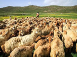 هویت گذاری 60 هزار دام در استان همدان