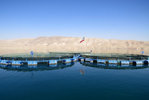  بیش از 150 مزرعه پرورش ماهی در استان ایلام فعالیت می کنند