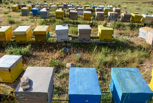 زنبورستان‌های بومی و مهاجر استان بوشهر سرشماری می‌شوند