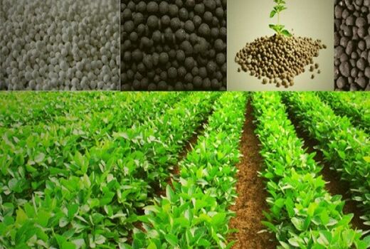 افزایش 14 برابر مصرف کودهای فسفاته و پتاسه در سالجاری در قم