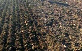 برگزاری سایت الگویی تولیدی ترویجی گندم آبی در آبیک