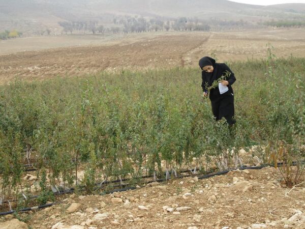 رصد نهالستان های شهرستان بن