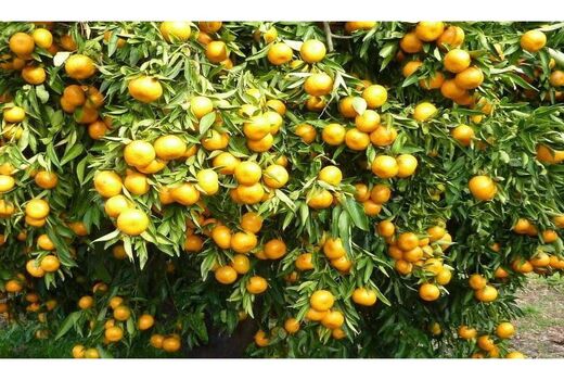 صادرات 70 درصدی مرکبات ساری