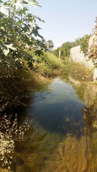 بالا آمدن کم‌سابقه سطح ایستابی در اراضی قیروکارزین
