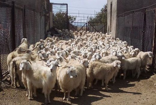 کرک بزهای رایینی چشم به راه بازار جهانی