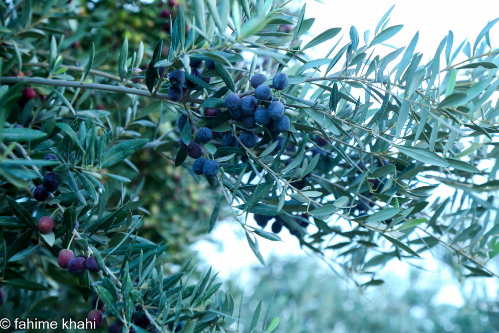 از لمس شاخه تا عصاره ی نور  