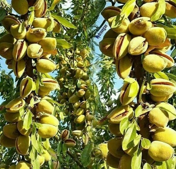 زنجیره تولید بادام در چهارمحال و بختیاری تکمیل می‌شود