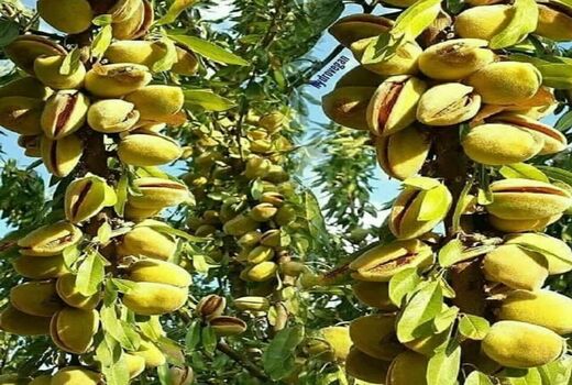 زنجیره تولید بادام در چهارمحال و بختیاری تکمیل می‌شود