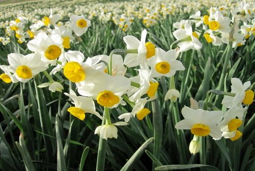 تولید گل نرگس نیازمند توسعه صنایع تبدیلی و تکمیلی