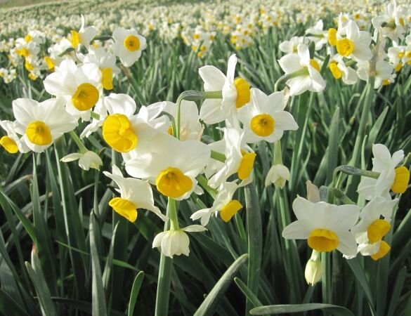  گیاهان زینتی بومی به‌جای چمن 