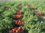 آغاز کشت نشاء گوجه فرنگی در  شهرستان بستک