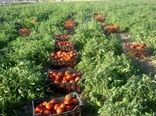 آغاز کشت نشاء گوجه فرنگی در  شهرستان بستک