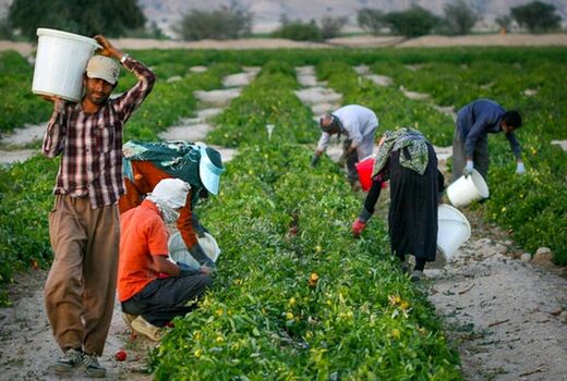 خرید حمایتی و توافقی محصولات کشاورزی ادامه دارد/ لزوم سودآوری برای کشاورز