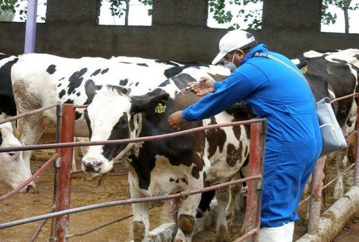 هدفگذاری افزایش واکسیناسیون دام و طیور در سال 1402