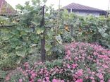 کشت همزمان چند محصول زراعی و صیفی در باغ یک روستایی در رودسر