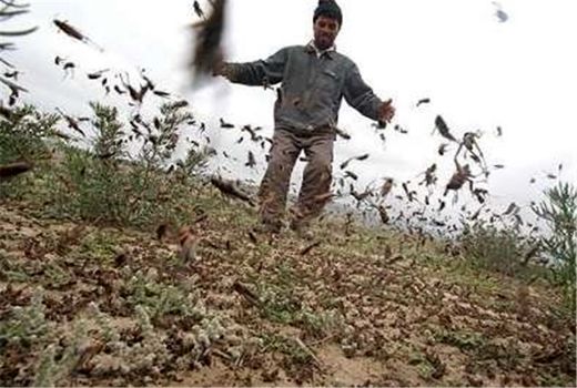 900هزار هکتار از اراضی و باغات کشور در معرض حملات ملخ صحرایی